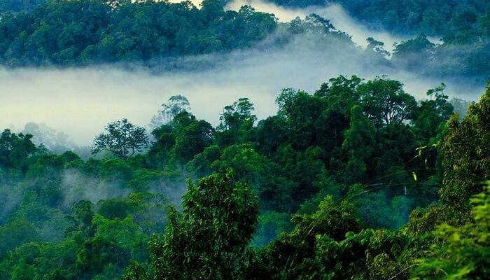 Aerial View of mist fillef Nelliyampathy hills, a hill station within the Nelliyampathy Forest Reserve, near Palakkad Kerala.