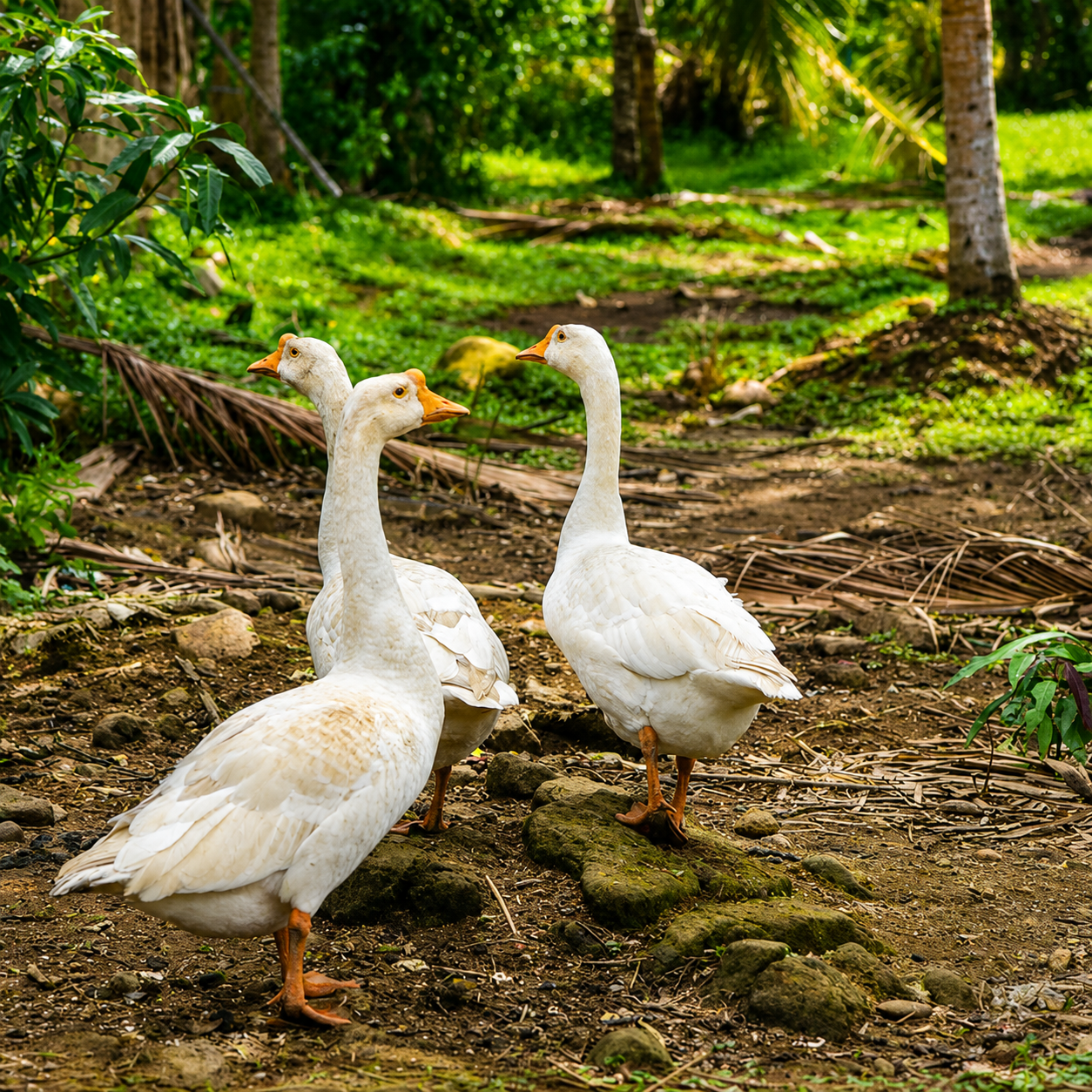 Mangovillage-gallery_18